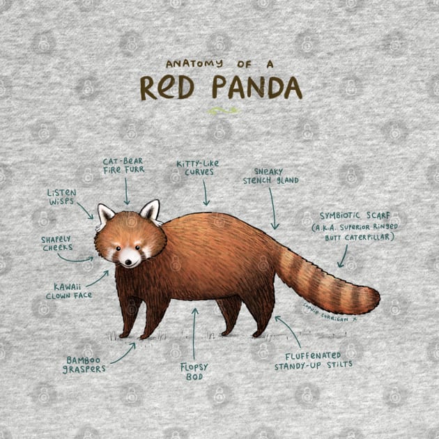 Anatomy of a Red Panda by Sophie Corrigan